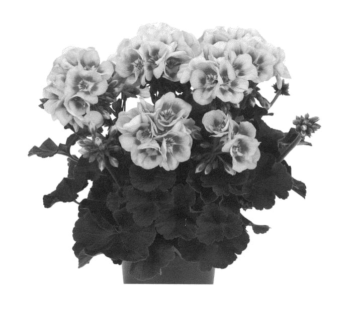 Figure 1 of US plant patent PP26983, the photograph of Duevipimesp printed in the patent.