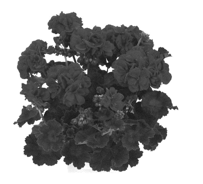 Figure 1 of US plant patent PP26984, the photograph of Duesarelre printed in the patent.