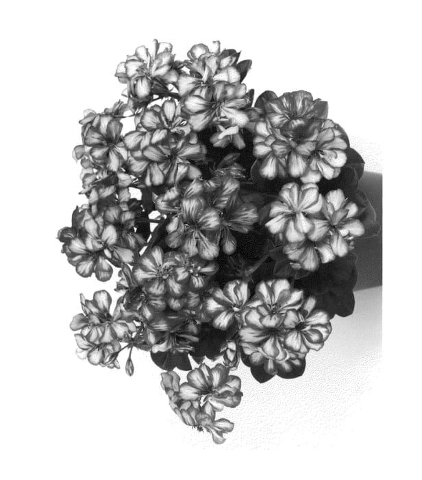 Figure 1 of US plant patent PP26985, the photograph of Duegbofbbl printed in the patent.