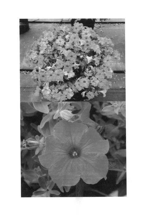 Figure 1 of US plant patent PP26986, the photograph of Sunbui Mihyaku printed in the patent.