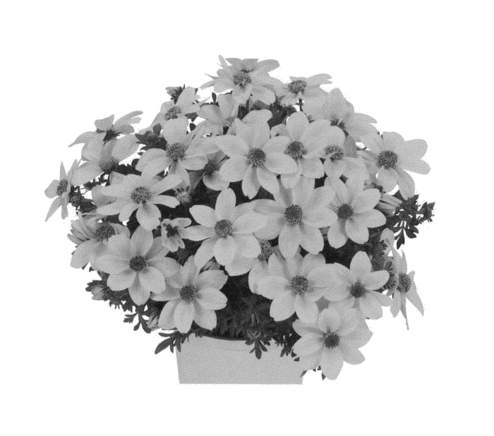 Figure 1 of US plant patent PP26987, the photograph of Duebigo14 printed in the patent.