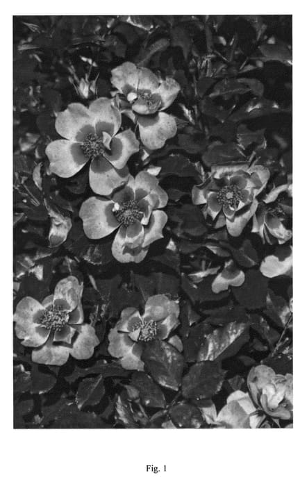 Figure 1 of US plant patent PP26988, the photograph of IntRos03 printed in the patent.