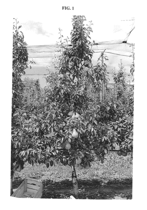 Figure 1 of US plant patent PP26989, the photograph of PE3UNIBO printed in the patent.