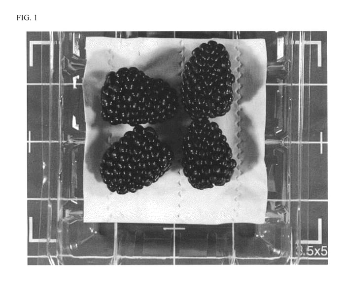 Figure 1 of US plant patent PP26990, the photograph of APF-153T printed in the patent.
