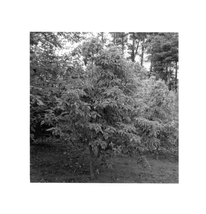 Figure 1 of US plant patent PP26991, the photograph of Watashi no Ginga printed in the patent.