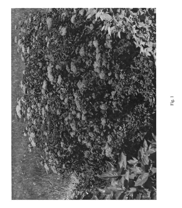 Figure 1 of US plant patent PP26992, the photograph of SMNSJSP printed in the patent.