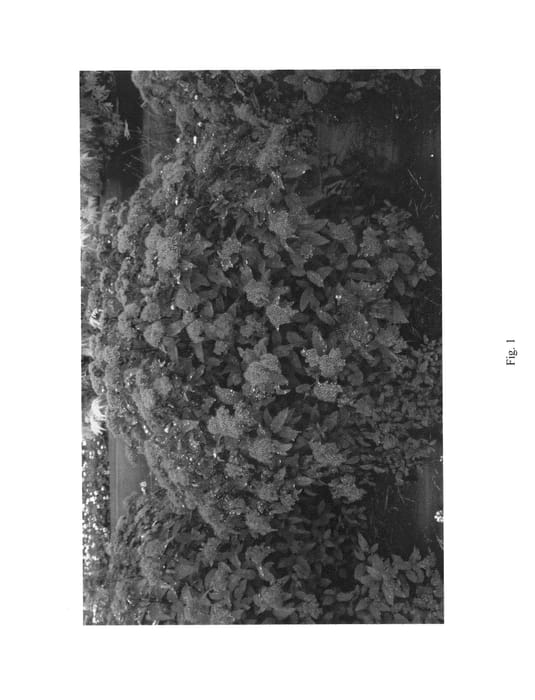 Figure 1 of US plant patent PP26993, the photograph of SMNSJMFR printed in the patent.