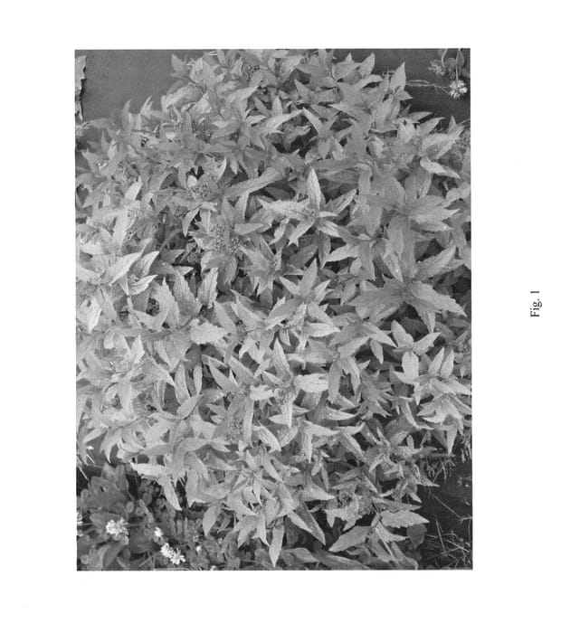 Figure 1 of US plant patent PP26994, the photograph of SMSJDG03 printed in the patent.