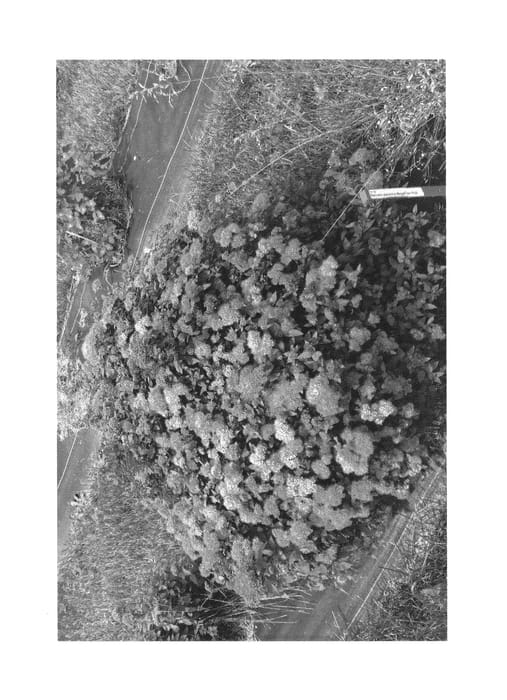 Figure 1 of US plant patent PP26995, the photograph of SMNSJMFP printed in the patent.