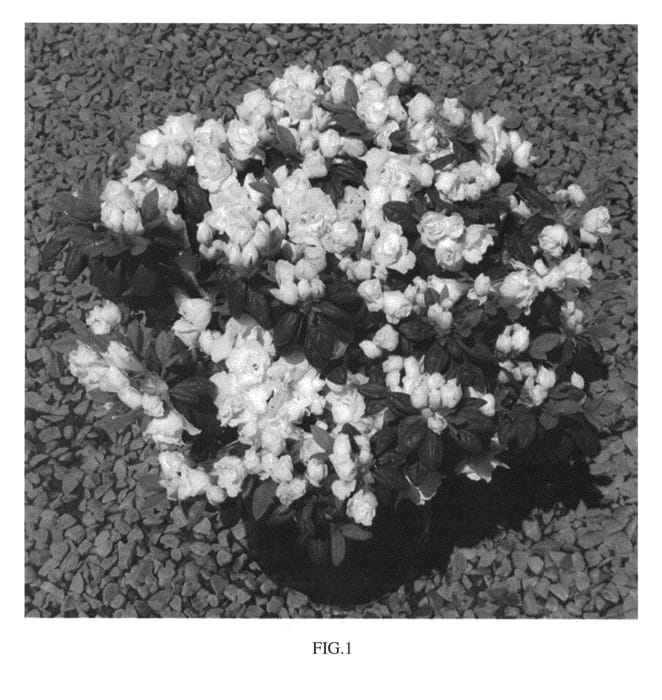 Figure 1 of US plant patent PP26996, the photograph of WALSNOWRUF printed in the patent.