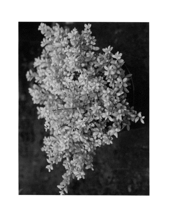 Figure 1 of US plant patent PP26997, the photograph of Annys1 printed in the patent.