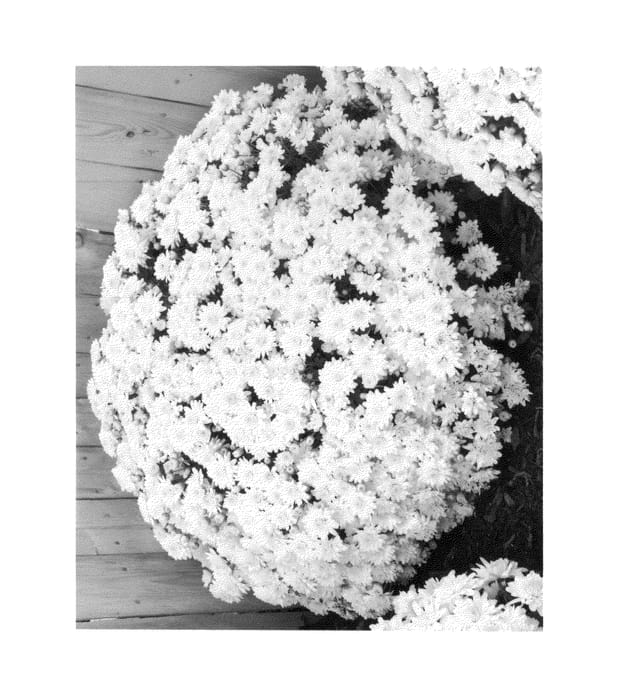 Figure 1 of US plant patent PP26998, the photograph of Snowy Igloo printed in the patent.
