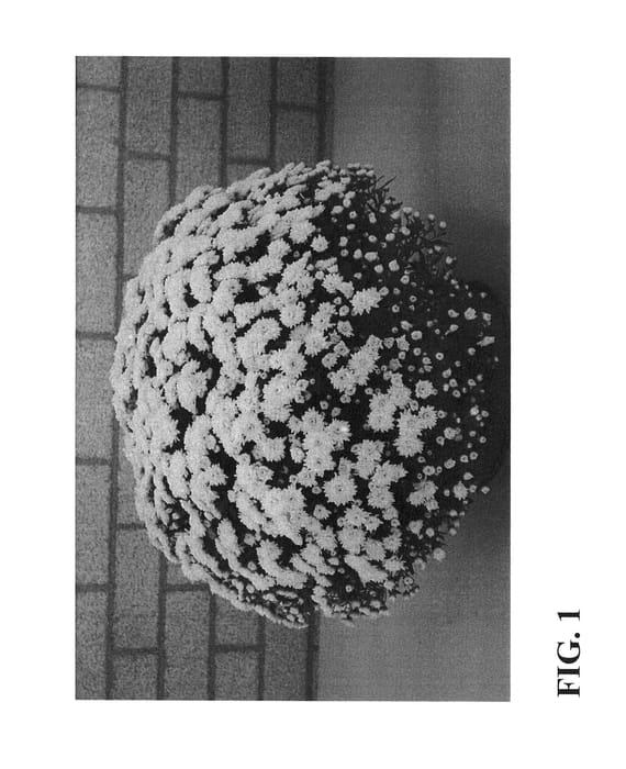 Figure 1 of US plant patent PP26999, the photograph of Zanmubutter printed in the patent.