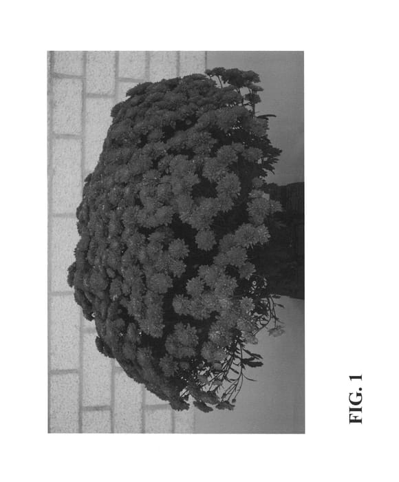Figure 1 of US plant patent PP27000, the photograph of Zanmuzest printed in the patent.