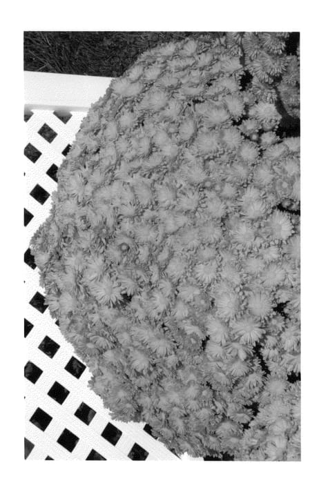 Figure 1 of US plant patent PP27001, the photograph of Pumpkin Igloo printed in the patent.