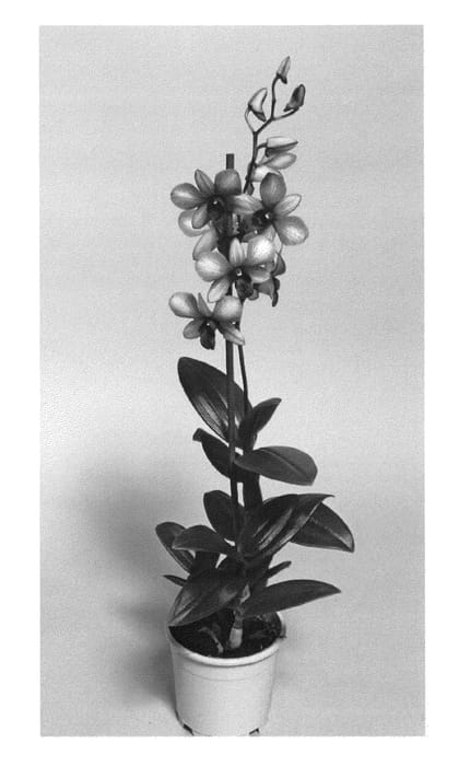 Figure 1 of US plant patent PP27002, the photograph of SPCDW1005 printed in the patent.