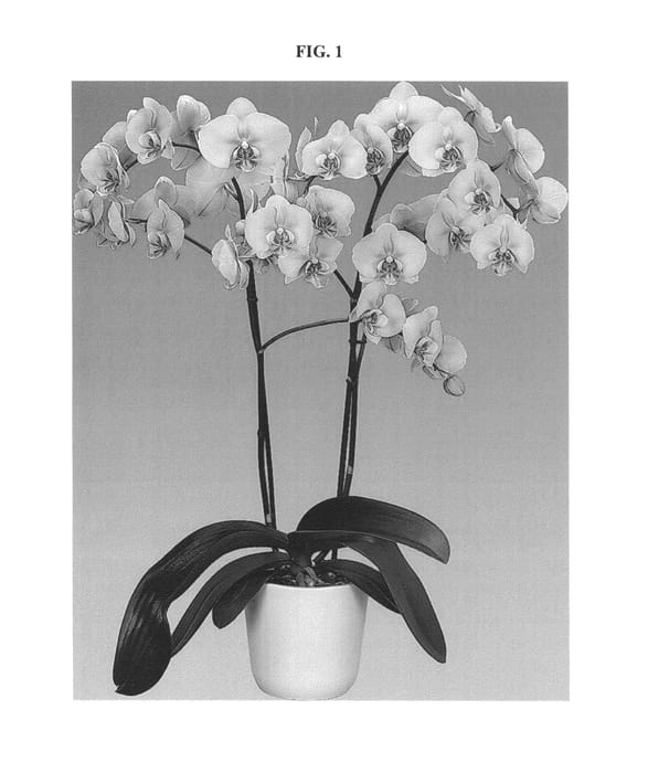 Figure 1 of US plant patent PP27003, the photograph of FLOR182631 printed in the patent.