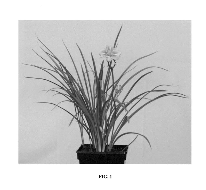 Figure 1 of US plant patent PP27004, the photograph of VER00198 printed in the patent.