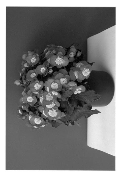Figure 1 of US plant patent PP27005, the photograph of KRVALPI01 printed in the patent.