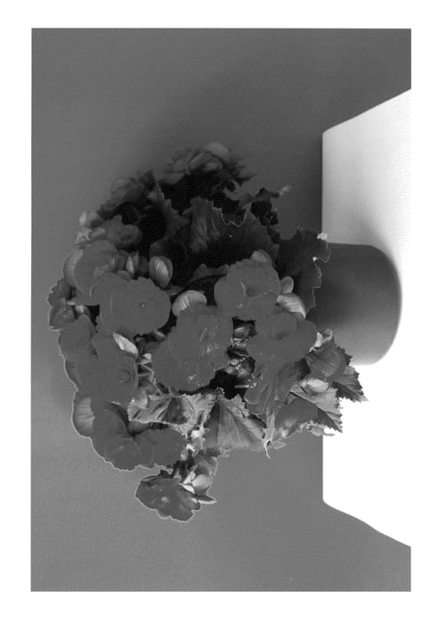 Figure 1 of US plant patent PP27006, the photograph of KRBARRE04 printed in the patent.