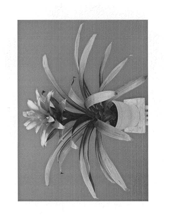 Figure 1 of US plant patent PP27007, the photograph of DURAJUL printed in the patent.