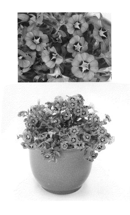 Figure 1 of US plant patent PP27008, the photograph of USCAL42202 printed in the patent.