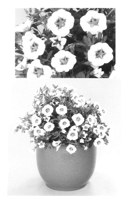 Figure 1 of US plant patent PP27009, the photograph of USCAL41401 printed in the patent.