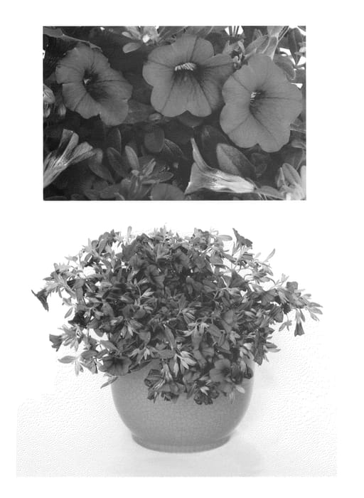 Figure 1 of US plant patent PP27010, the photograph of USCAL23101 printed in the patent.