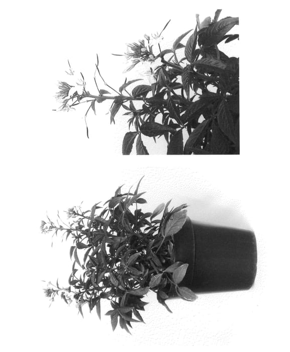 Figure 1 of US plant patent PP27011, the photograph of Inclesbimp printed in the patent.