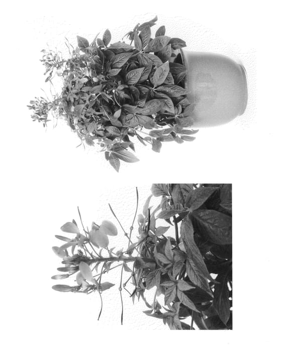 Figure 1 of US plant patent PP27012, the photograph of Incleninro printed in the patent.