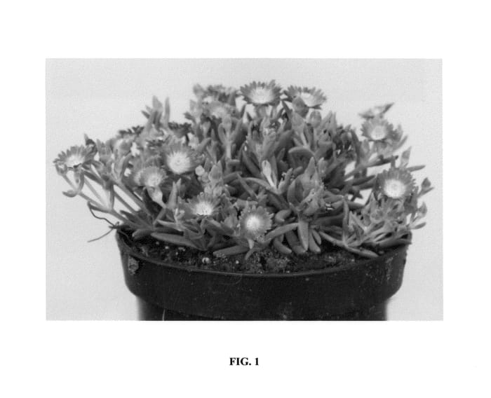 Figure 1 of US plant patent PP27013, the photograph of DSAM13-1 printed in the patent.