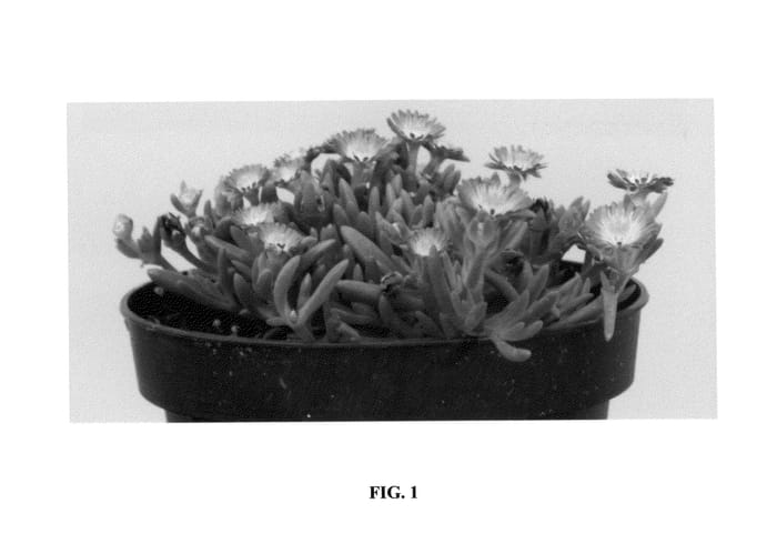 Figure 1 of US plant patent PP27014, the photograph of DSAA13-1 printed in the patent.