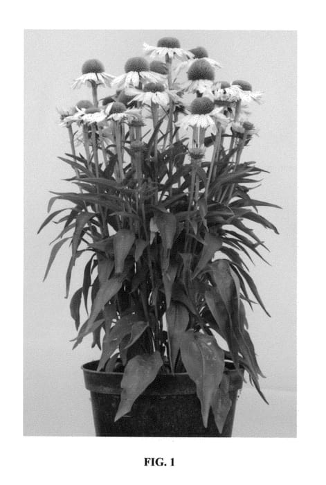 Figure 1 of US plant patent PP27015, the photograph of Meditation White printed in the patent.