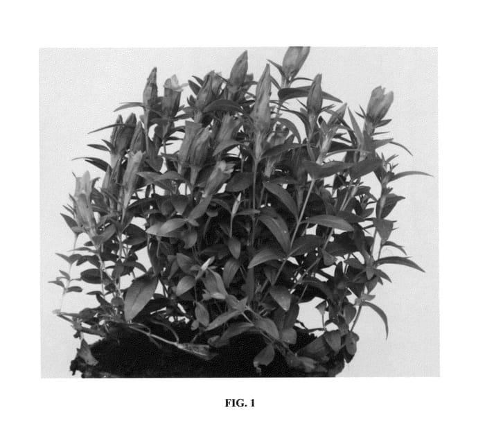 Figure 1 of US plant patent PP27016, the photograph of Blue Star printed in the patent.