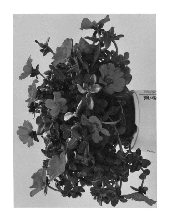 Figure 1 of US plant patent PP27017, the photograph of Duecupgraje printed in the patent.