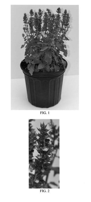 Figure 1 of US plant patent PP27018, the photograph of Blue Marvel printed in the patent.