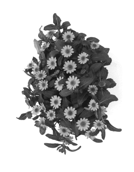 Figure 1 of US plant patent PP27019, the photograph of Duesanyest printed in the patent.