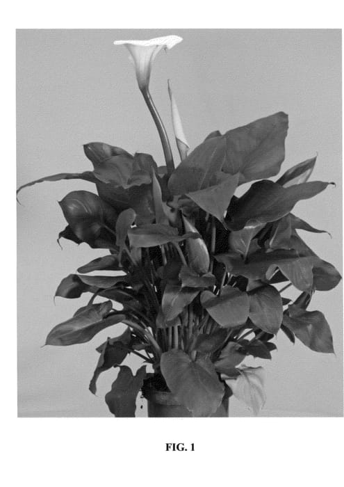Figure 1 of US plant patent PP27020, the photograph of Angel White One printed in the patent.