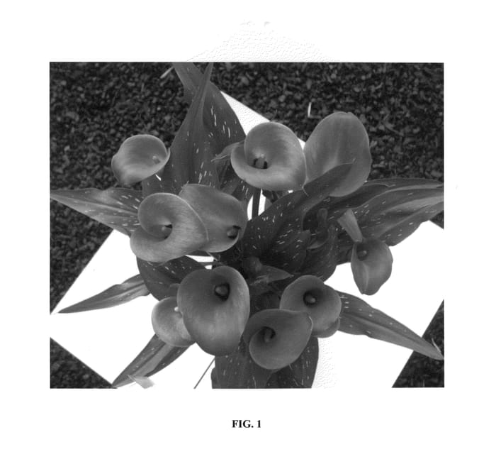 Figure 1 of US plant patent PP27021, the photograph of Royal Princess printed in the patent.