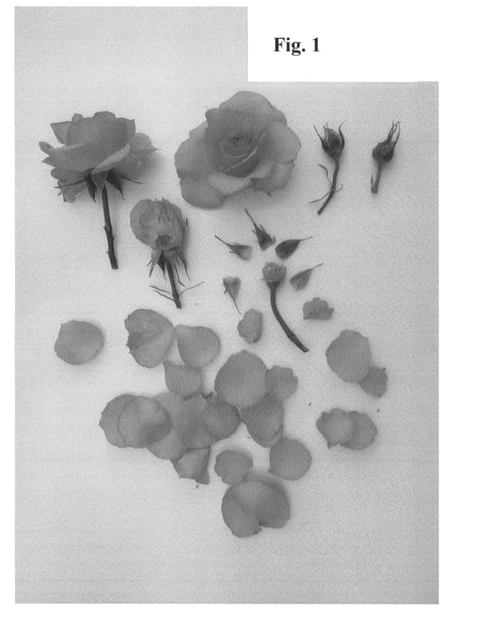 Figure 1 of US plant patent PP27022, the photograph of Poulcas041 printed in the patent.