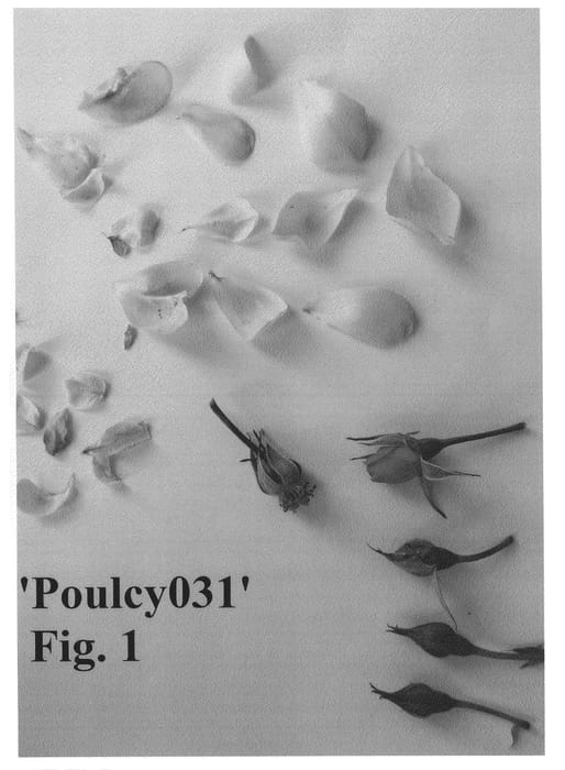 Figure 1 of US plant patent PP27023, the photograph of Poulcy031 printed in the patent.