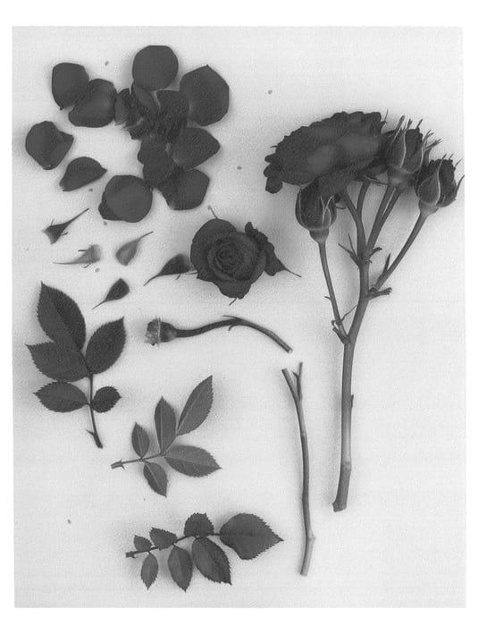Figure 1 of US plant patent PP27024, the photograph of Poulpah071 printed in the patent.