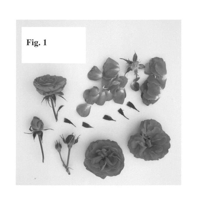 Figure 1 of US plant patent PP27025, the photograph of Poulpal058 printed in the patent.