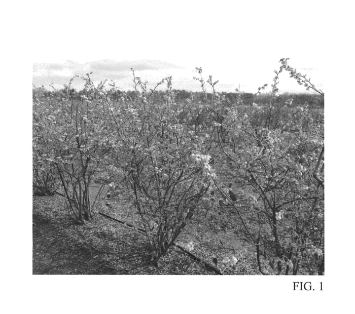 Figure 1 of US plant patent PP27026, the photograph of TH-906 printed in the patent.