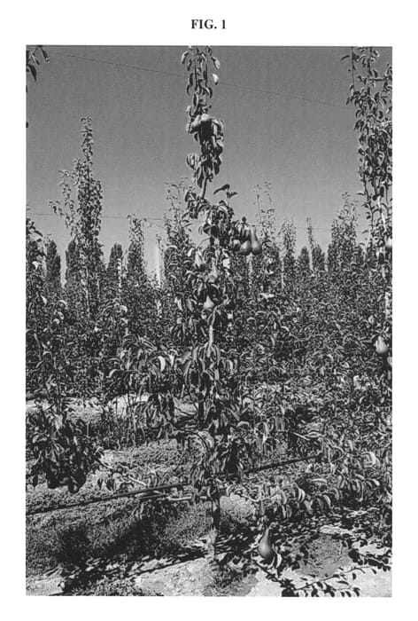 Figure 1 of US plant patent PP27027, the photograph of PE4UNIBO printed in the patent.