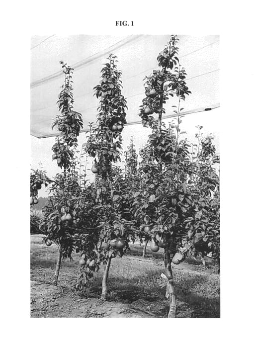 Figure 1 of US plant patent PP27028, the photograph of PE2UNIBO printed in the patent.