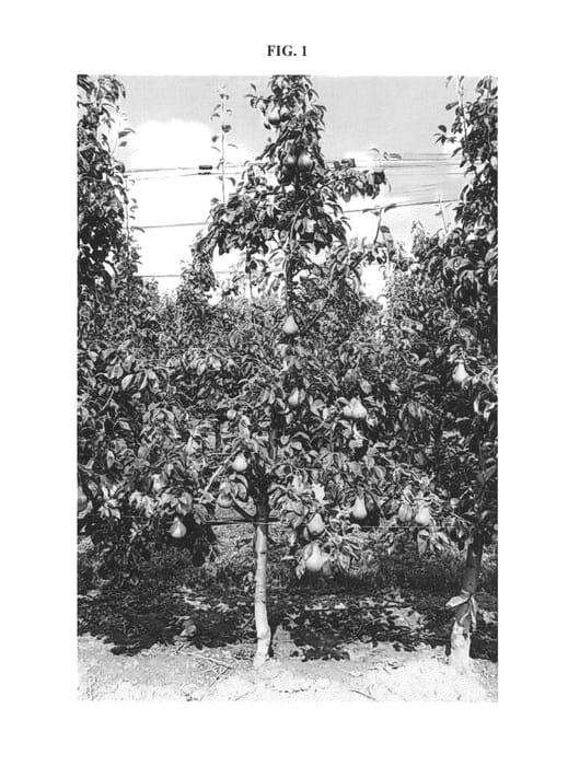 Figure 1 of US plant patent PP27029, the photograph of PE1UNIBO printed in the patent.