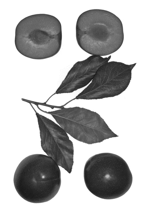 Figure 1 of US plant patent PP27030, the photograph of Flavor Punch printed in the patent.