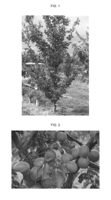 Figure 1 of US plant patent PP27031, the photograph of APRIREVE printed in the patent.
