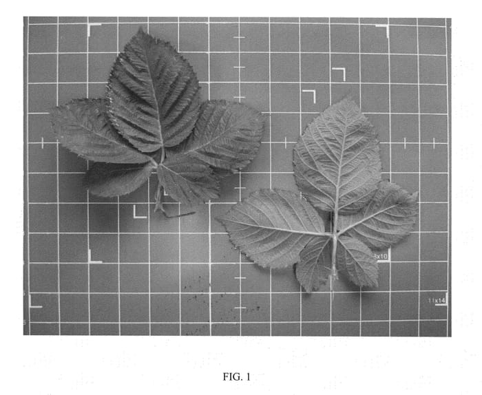 Figure 1 of US plant patent PP27032, the photograph of APF-236T printed in the patent.